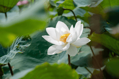 Hoa sen, sen, hoa, lotus, flower- xuanduongvan87 10