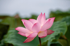 Hoa sen, sen, hoa, lotus, flower- xuanduongvan87 16