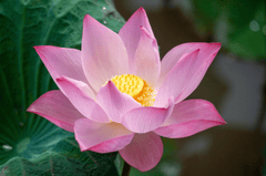Hoa sen, sen, hoa, lotus, flower- xuanduongvan87 17