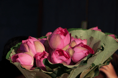 Hoa sen, sen, hoa, lotus, flower- xuanduongvan87 22