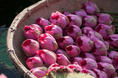 Hoa sen, sen, hoa, lotus, flower- xuanduongvan87 23