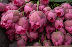 Hoa sen, sen, hoa, lotus, flower- xuanduongvan87 27