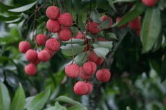 Trái vải, vườn vải, trái cây, lychee, lychee garden, fruit- xuanduongvan87 2