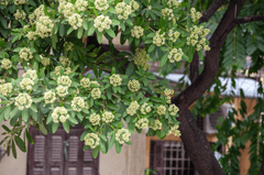 Hoa sữa, hoa, Hà Nội, flowers, milk flowers- xuanduongvan87