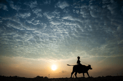 Trẻ em, children, bầu trời, hoàng hôn, cánh đồng, miền quê, sky, sunset, field, countryside- xuanduongvan87 5