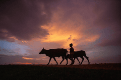 Con trâu, buffalo, bầu trời, hoàng hôn, cánh đồng, miền quê, sky, sunset, field, countryside- xuanduongvan87 3