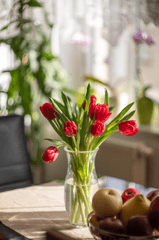 Tulip, hoa, flower, bình hoa, lọ hoa, flower pot-tphananh