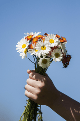 Hoa cúc, daisy, chrysanthemum, bó hoa, bouquet, hoa, flower-Tracia