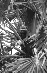 Đàn ông, man, cây cọ, palm- Quangbaophoto