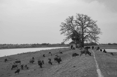 Trâu nước, Đồng ruộng, Nông thôn, Water buffaloes, Field, Countryside- Quangbaophoto