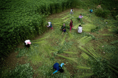 Phụ nữ, Thu hoạch, Cây lanh, miền núi, vùng cao, Women, Harvest, Flax, Mountain, Highland- MinhChuyen_1