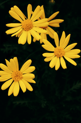 Hoa cúc, daisy, hoa, màu vàng, chrysanthemum, yellow-臻 宋