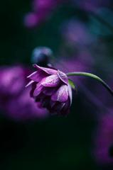 Hoa tím, hoa, màu tím, mờ, purple flower, flower, purple, blur- Antoinette Hürlimann