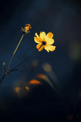 Hoa cúc, hoa, màu vàng, mờ, chrysanthemum, flower, yellow, blur- Carolyn Shearer