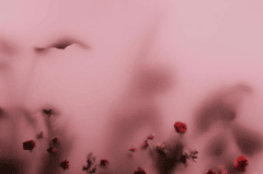 Hoa hồng, hoa, mờ, rose, flower, blur- cottonbro studio 1