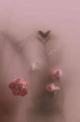 Hoa hồng, hoa, mờ, rose, flower, blur- cottonbro studio 2