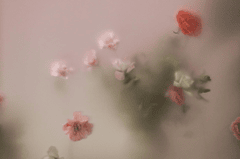 Hoa hồng, hoa, mờ, rose, flower, blur- cottonbro studio 3