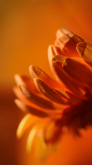 Hoa cúc, hoa, màu vàng, mờ, chrysanthemum, flower, yellow, blur-Damir K