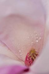 Hoa, mờ, flower, blur - Diana ✨