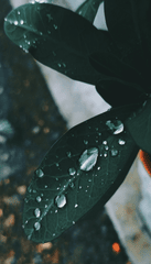 Lá, mưa, hạt mưa, giọt nước, leaves, rain, raindrops, water drops - Ëunis