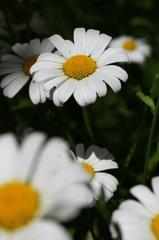 Hoa cúc, daisy, hoa, màu trắng, chrysanthemum, white- Ioana Motoc 1