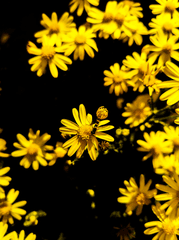 Hoa cúc, daisy, hoa, màu vàng, chrysanthemum, yellow- Kamil Altıntaş