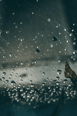 Mưa, hạt mưa, giọt nước, rain, raindrops, water drops - Kate