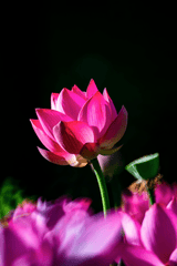 Hoa sen, hoa, mờ, lotus, flower, blur - Klub Boks