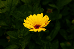 Hoa cúc, daisy, hoa, màu vàng, chrysanthemum, yellow- Ludwig Westermann