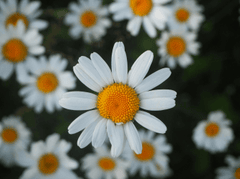 Hoa cúc, daisy, hoa, màu trắng, chrysanthemum, white- Malin