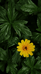 Hoa cúc, daisy, hoa, màu vàng, chrysanthemum, yellow- Nischal