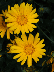 Hoa cúc, daisy, hoa, màu vàng, chrysanthemum, yellow- Patrick Nizan
