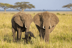 Con voi, đàn voi, hoang dã, động vật, rừng, elephant, herd of elephants, wild, animal, forest - Balazs Simon