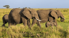 Con voi, đàn voi, hoang dã, động vật, rừng, elephant, herd of elephants, wild, animal, forest - Balazs Simon 1