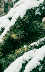 Giáng sinh, cây thông, tuyết, lạnh giá, màu đông, pine trees, snow, cold, winter - Cheng Shi Song