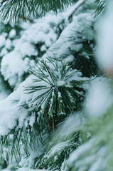 Giáng sinh, cây thông, tuyết, lạnh giá, màu đông, pine trees, snow, cold, winter - Darya Grey_Owl
