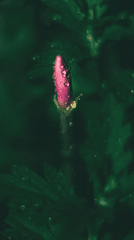 Hoa sen, búp sen, hoa, lotus, lotus bud, flower- DI LAI 5