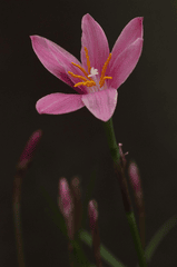 Hoa, màu hồng, pink, mờ, blur, flower- DI LAI 1