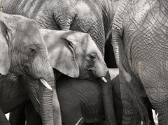 Con voi, đàn voi, hoang dã, động vật, rừng, elephant, wild, animal, forest - Dirk Pothen