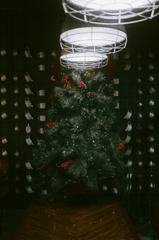 Giáng sinh, cây thông, trang trí, christmas, pine tree, decoration, noel- Dũng phạm 2