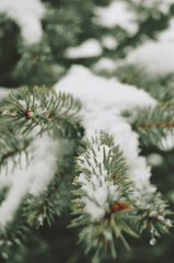 Giáng sinh, cây thông, tuyết, lạnh giá, màu đông, pine trees, snow, cold, winter - Duygu Kamar