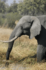 Con voi, ngà voi, hoang dã, động vật, rừng, elephant, ivory, wild, animal, forest - Garreth Brown 1