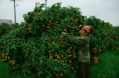 Phụ nữ, vườn vải, nông dân, lychee garden, woman, farmer - HONG SON