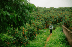 Con trai, chụp ảnh, vườn vải, nông dân, lychee garden, boy, farmer - HONG SON 5