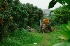Đàn ông, vườn vải, nông dân, lychee garden, man, farmer - HONG SON 1