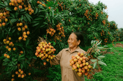 Phụ nữ, vườn vải, nông dân, lychee garden, woman, farmer - HONG SON 2