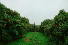 Con trai, chụp ảnh, vườn vải, nông dân, lychee garden, boy, farmer - HONG SON 6