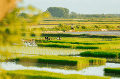 Nông dân, farmer, farm, cấy lúa, trồng lúa, nông thôn, miền quê, Việt Nam - HONG SON 18