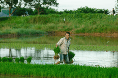 Nông dân, farmer, farm, cấy lúa, trồng lúa, nông thôn, miền quê, Việt Nam - HONG SON 19
