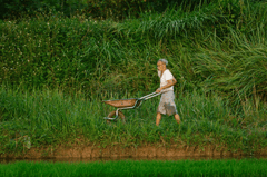 Cánh đồng, đồng ruộng, nông dân, làm lúa, field, paddy field, farmer, rice farming - HONG SON 9